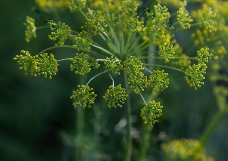 Dill seed for preparing medicinal tincture for treating cervical osteochondrosis