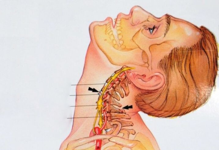 The structure of the cervical spine