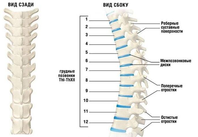 Neck bone and chondropathy
