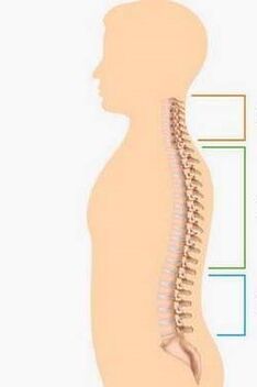 Osteochondrosis lesions in different parts of the spine